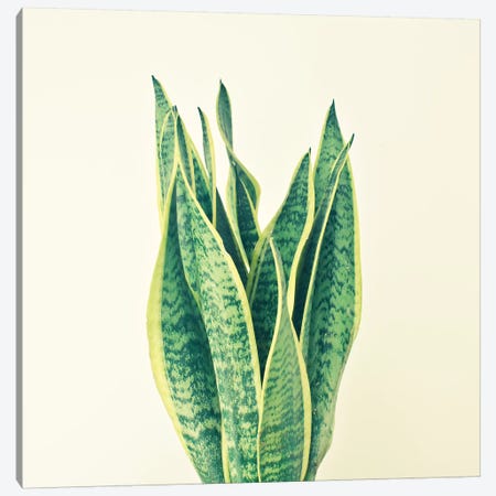 Snake Plant Canvas Print #CSB116} by Cassia Beck Canvas Art Print
