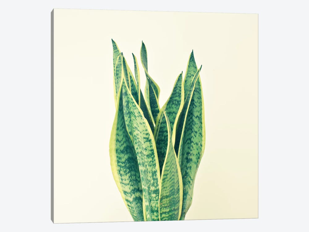 Snake Plant by Cassia Beck 1-piece Canvas Print