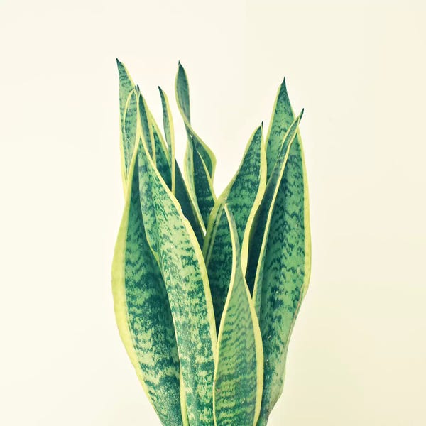 Cassia Beck: Snake Plant by Cassia Beck
