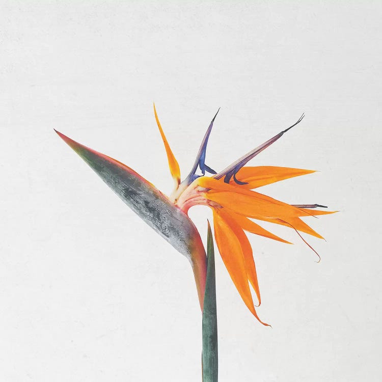 Bird of Paradise by Cassia Beck wall art