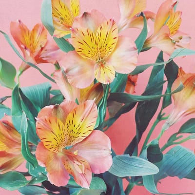 Spring Bouquet by Cassia Beck framed canvas print