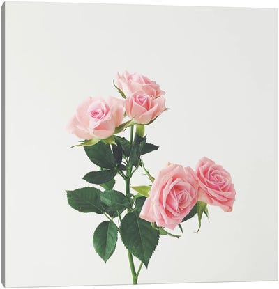 Spring Roses Canvas Art Print - Cassia Beck