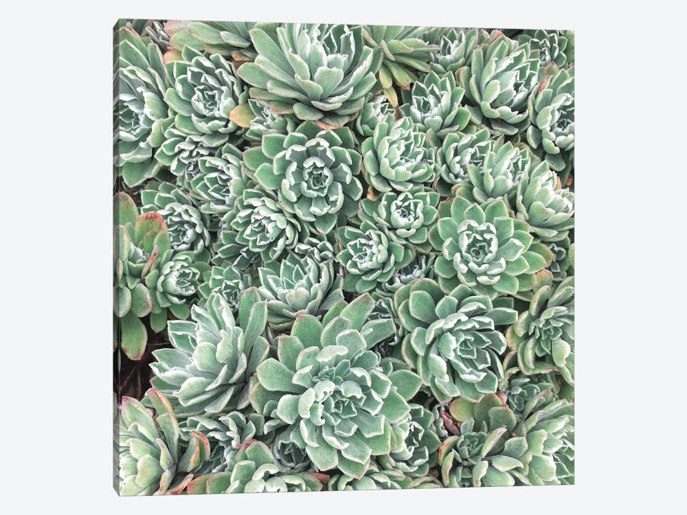 Succulent Bed by Cassia Beck 1-piece Canvas Artwork