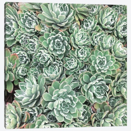 Succulent Bed Canvas Print #CSB124} by Cassia Beck Canvas Wall Art
