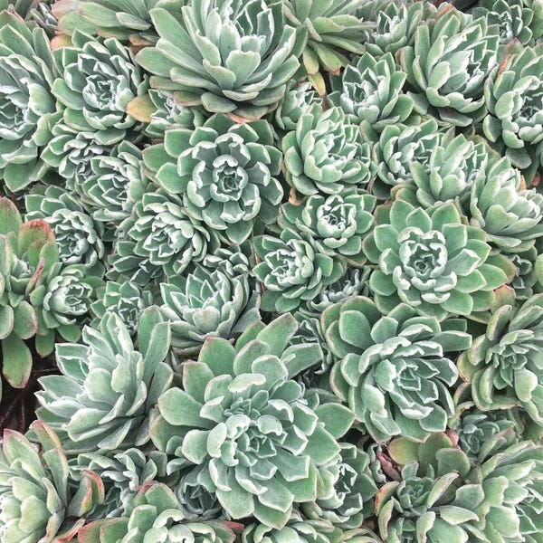 Cassia Beck: Succulent Bed by Cassia Beck