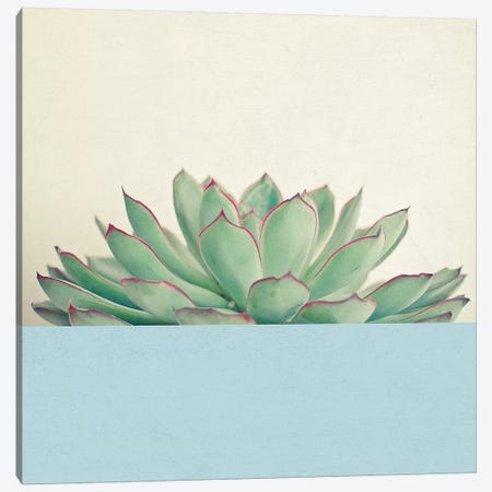 Succulent Dip III Canvas Print #CSB126} by Cassia Beck Canvas Art