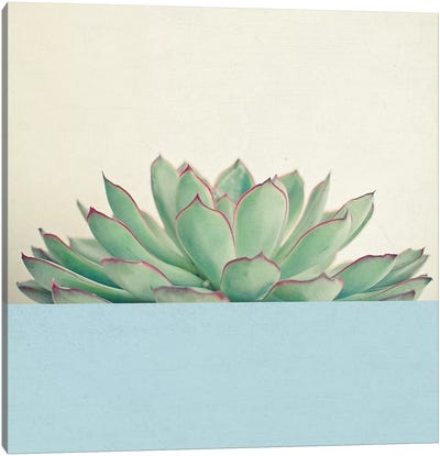 Succulent Dip III Canvas Art Print - Cassia Beck