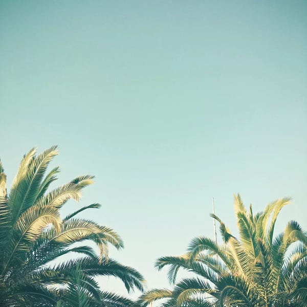 Tree Close-Ups: Summer Time by Cassia Beck