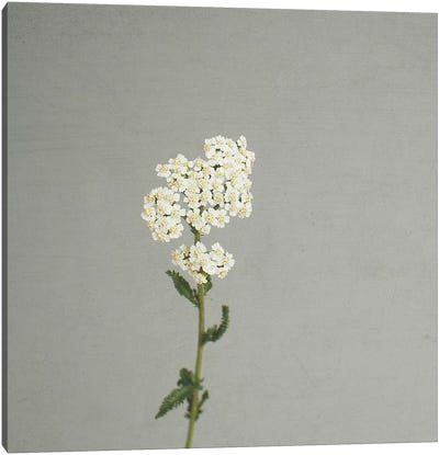 White Flowers Canvas Art Print - Vintage Décor