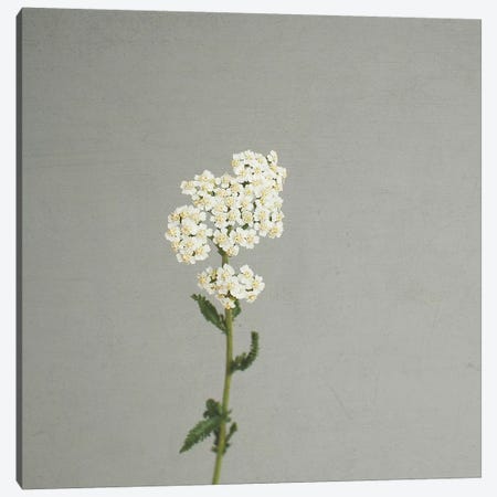 White Flowers Canvas Print #CSB148} by Cassia Beck Art Print
