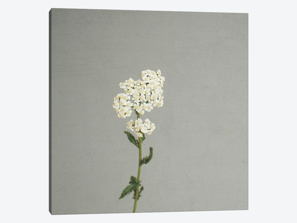 White Flowers by Cassia Beck 1-piece Canvas Wall Art