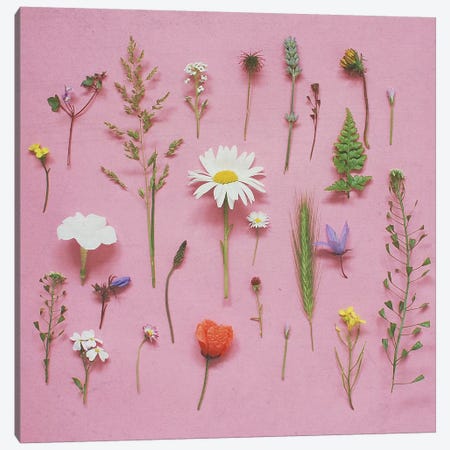 Wild Flowers Canvas Print #CSB150} by Cassia Beck Canvas Artwork