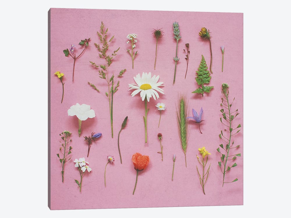 Wild Flowers by Cassia Beck 1-piece Canvas Print