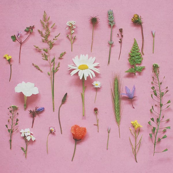 Artful Arrangements: Wild Flowers by Cassia Beck
