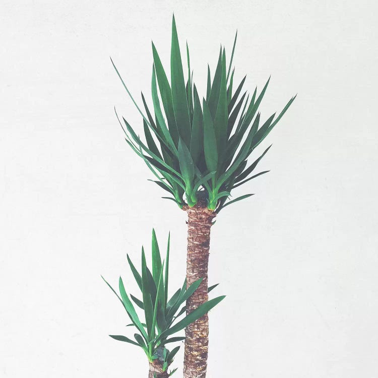 Yucca II by Cassia Beck wall art