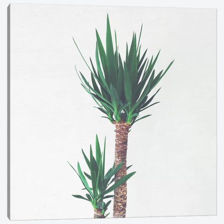 Yucca II Canvas Print #CSB153} by Cassia Beck Canvas Artwork