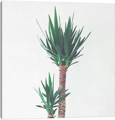 Yucca II Canvas Art Print - Cassia Beck