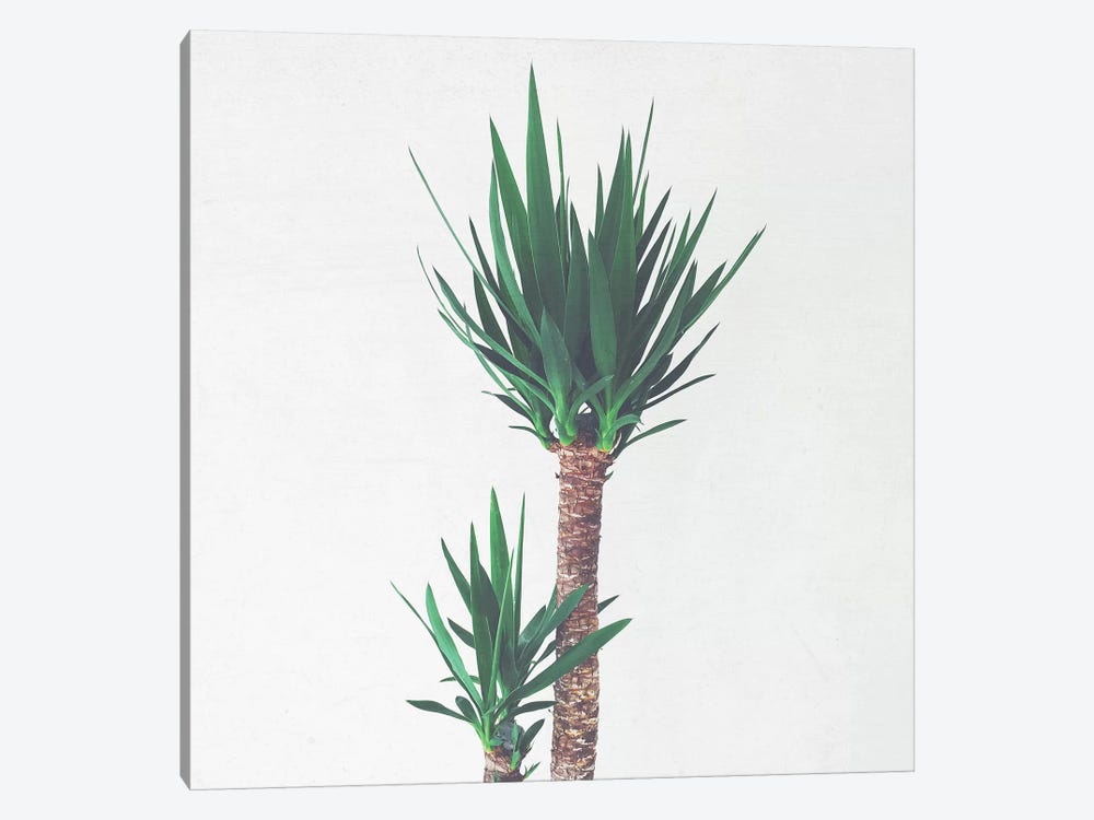 Yucca II by Cassia Beck 1-piece Canvas Art