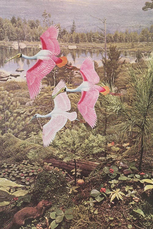 Flight of the Spoonbills