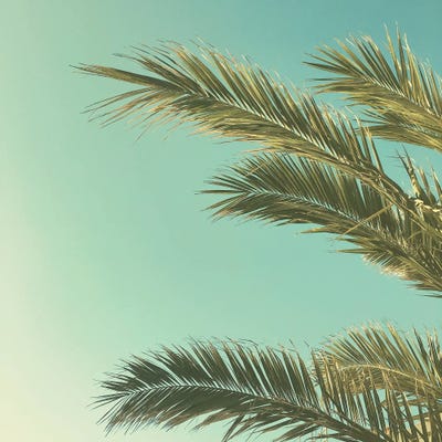 Autumn Palms II by Cassia Beck acrylic art print