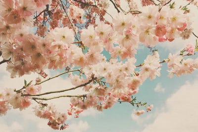 Floral Canopy by Cassia Beck canvas print