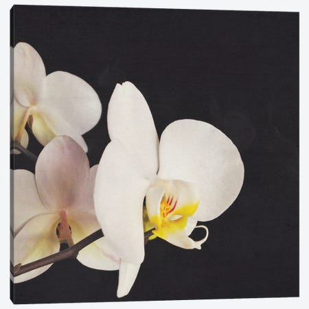 Black And White Orchid Canvas Print #CSB171} by Cassia Beck Canvas Wall Art