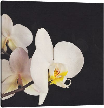 Black And White Orchid Canvas Art Print - Cassia Beck