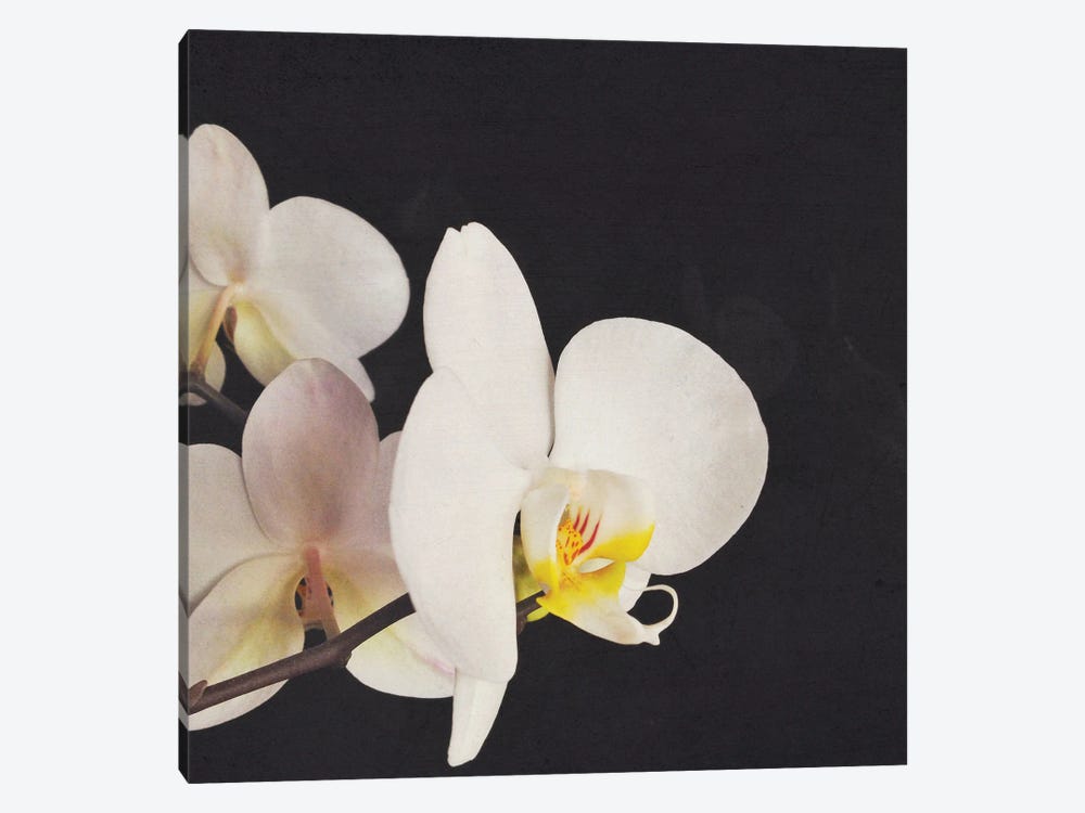 Black And White Orchid by Cassia Beck 1-piece Canvas Art