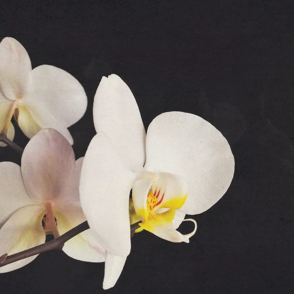 Orchids: Black And White Orchid by Cassia Beck