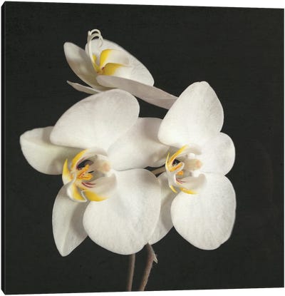 Black And White Orchid II Canvas Art Print - Orchid Art