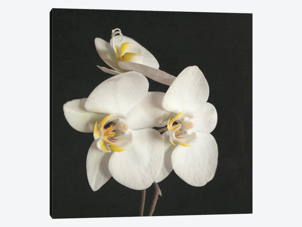 Black And White Orchid II by Cassia Beck 1-piece Art Print