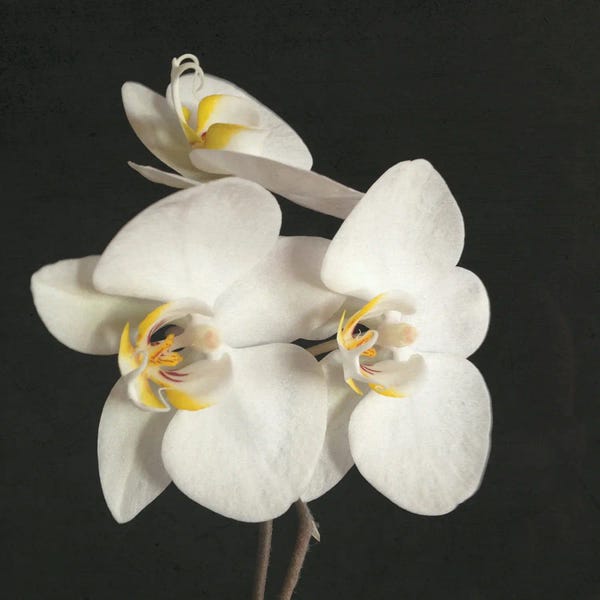 Orchids: Black And White Orchid II by Cassia Beck