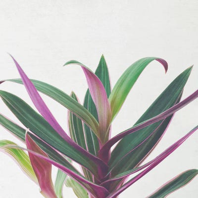 Boat Lily II by Cassia Beck canvas print