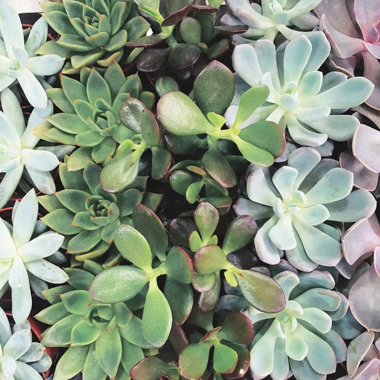 Succulent Rainbow