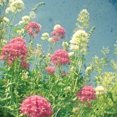 Raspberries and Cream by Cassia Beck framed canvas print