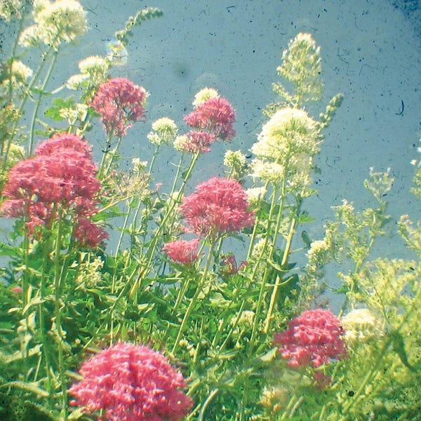 Raspberries and Cream