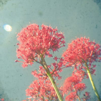 Raspberry Dream by Cassia Beck framed canvas print