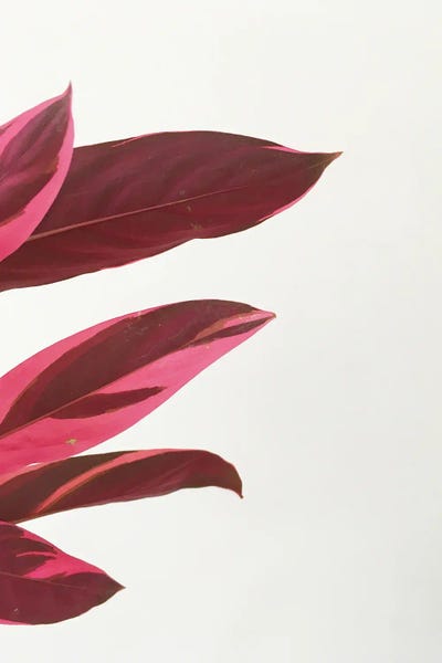 Red Leaves I by Cassia Beck acrylic art print