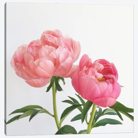 Peonies Canvas Print #CSB186} by Cassia Beck Canvas Wall Art