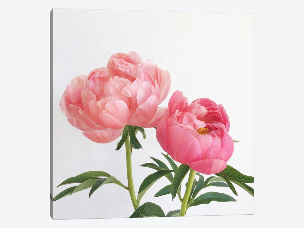 Peonies by Cassia Beck 1-piece Canvas Wall Art