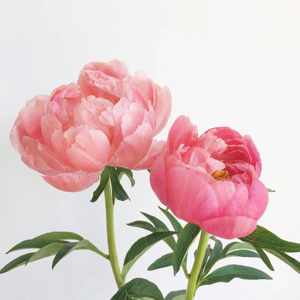 Peonies: Peonies by Cassia Beck