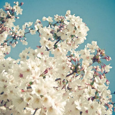 Buds In May by Cassia Beck framed canvas print