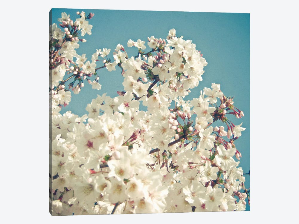Buds In May by Cassia Beck 1-piece Canvas Print