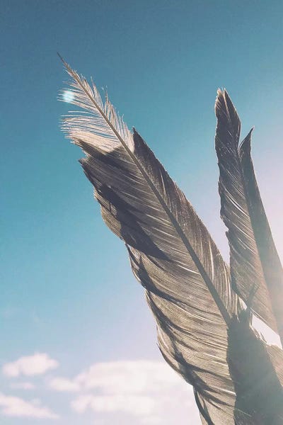 Brown Feathers by Cassia Beck canvas print