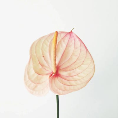 Peach Calla Lily by Cassia Beck framed canvas print