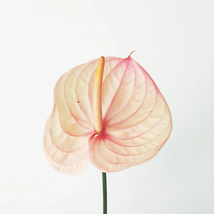 Peach Calla Lily