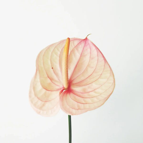 Peach Calla Lily