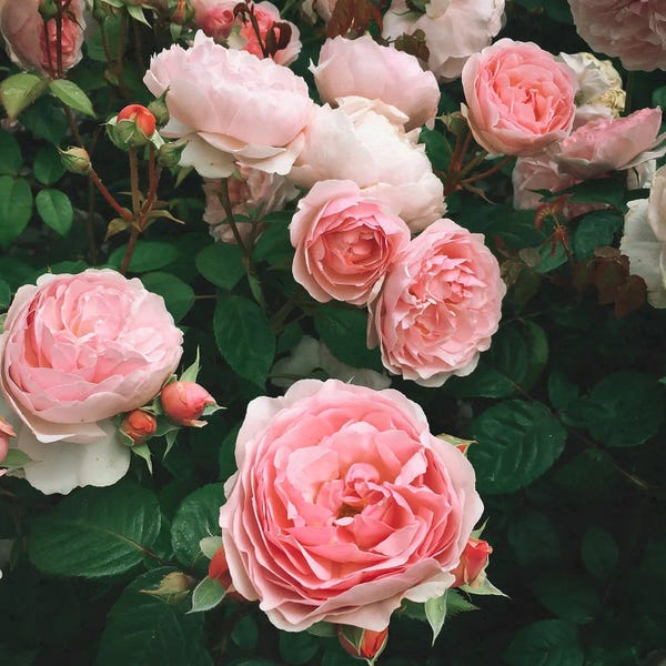 Fine Art Print: Dark Rose by Cassia Beck