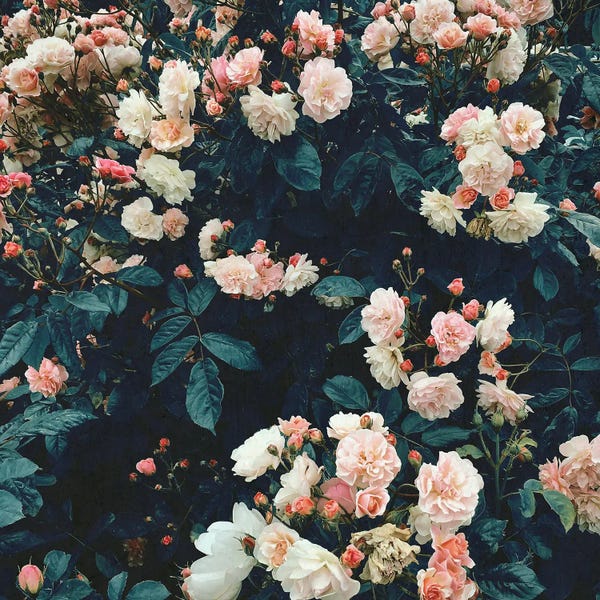 Cassia Beck: Secret Garden by Cassia Beck