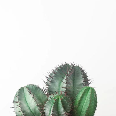 African Milk Barrel by Cassia Beck framed canvas print